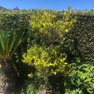 2 tier topiary plants